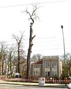 Baumfällarbeiten Breite Str. 44