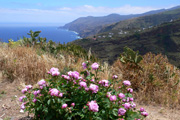 La Palma, Bild grsser  klick hier